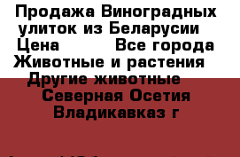 Продажа Виноградных улиток из Беларусии › Цена ­ 250 - Все города Животные и растения » Другие животные   . Северная Осетия,Владикавказ г.